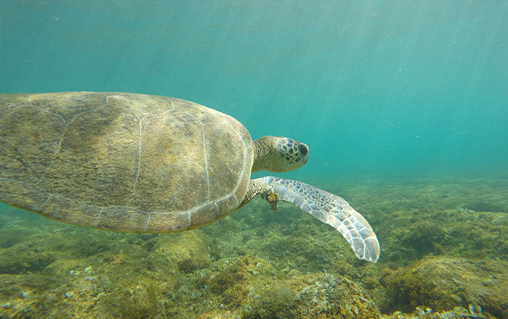 Alquimista Excursões Marítimas — foto 4